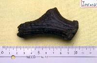 藏品(鹿角基部)的圖片